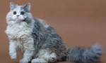 Selkirk rex - порода на котки с вълна и агнешки характер